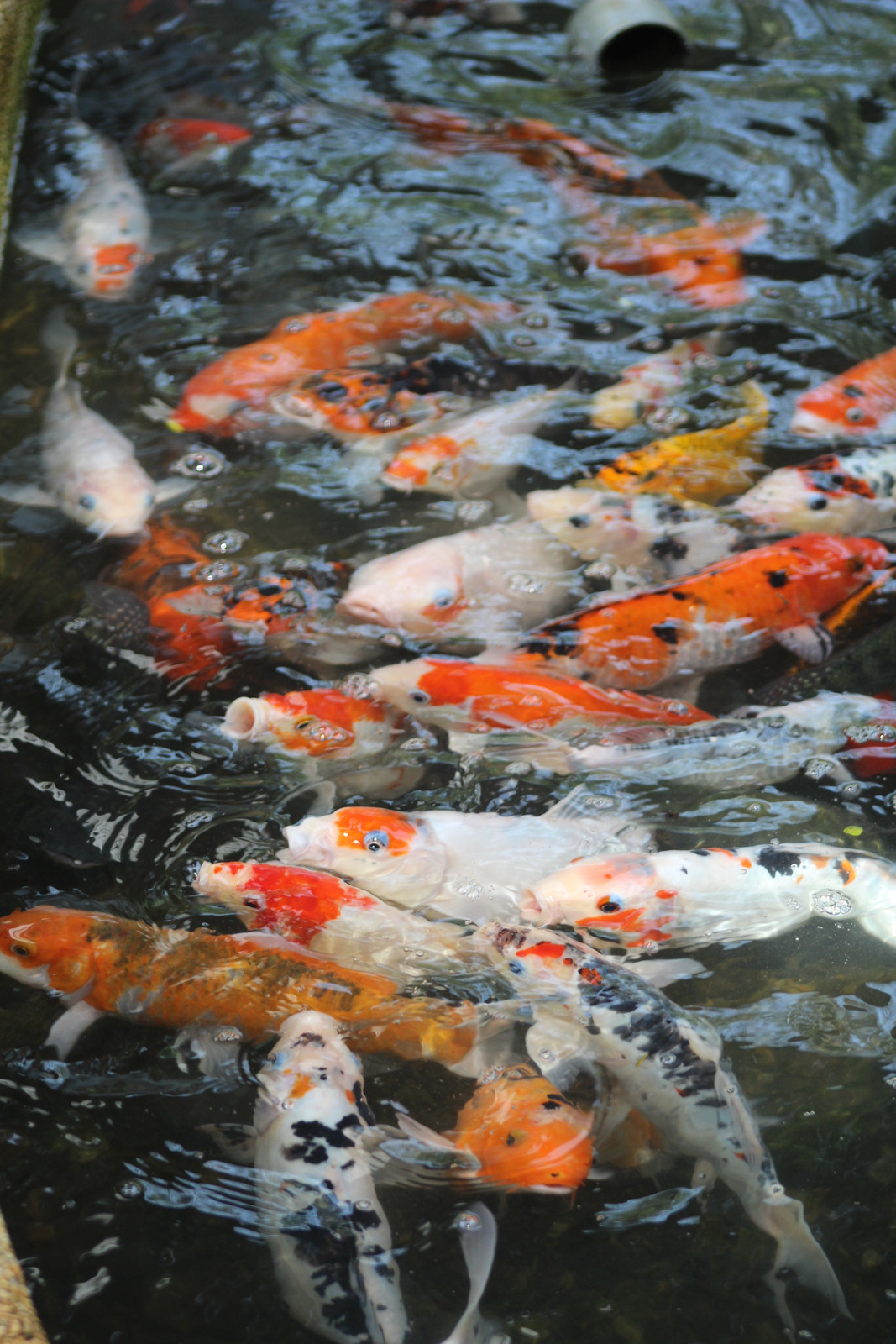 锦鲤鲤鱼水族馆池塘动物照片动物摄影淡水水下的