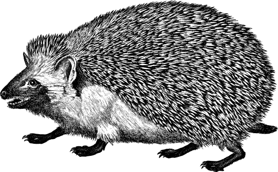 Hedgehog Animal Illustration素材 Canva可画