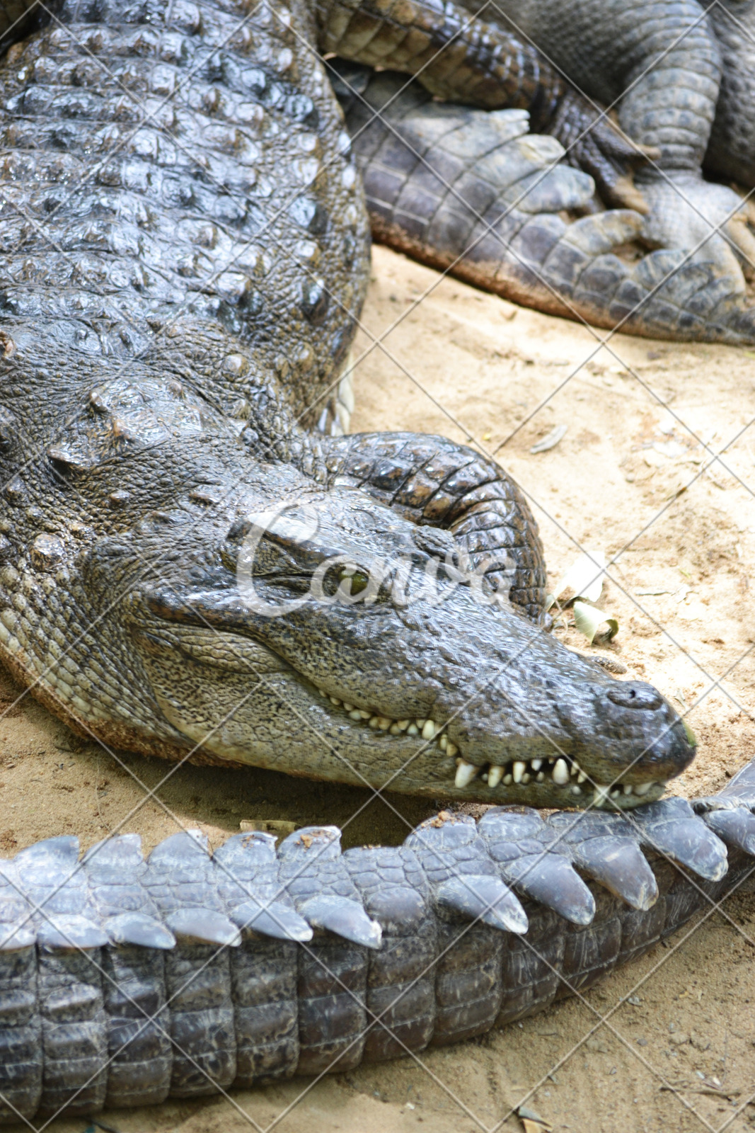 印度鳄目鳄鱼摄影