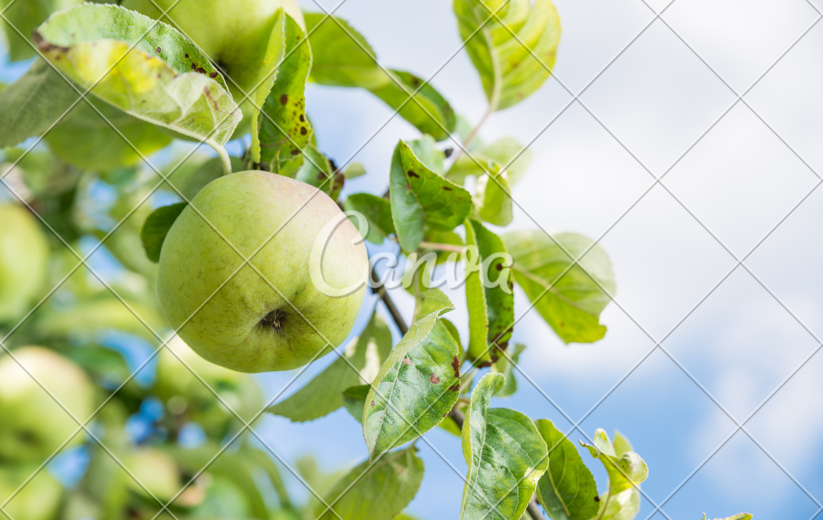 选择绿色红色植物户外蔬菜树清新苹果树有机食品图片