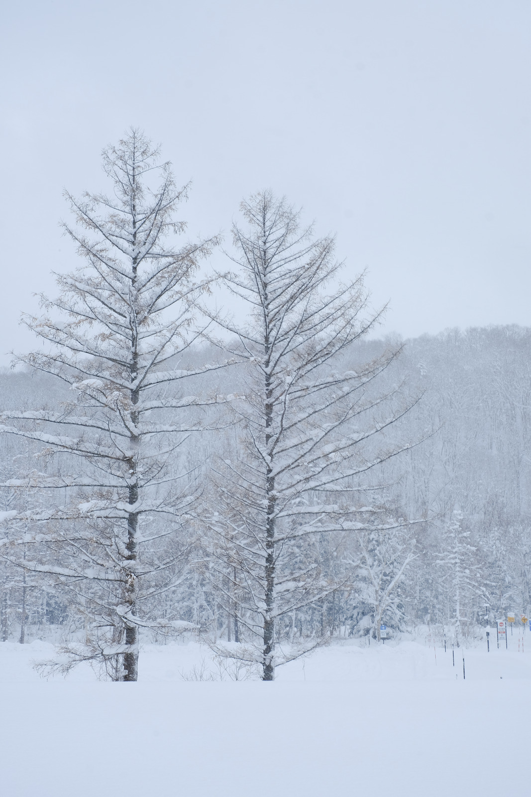 日本森林冬天风景雪树