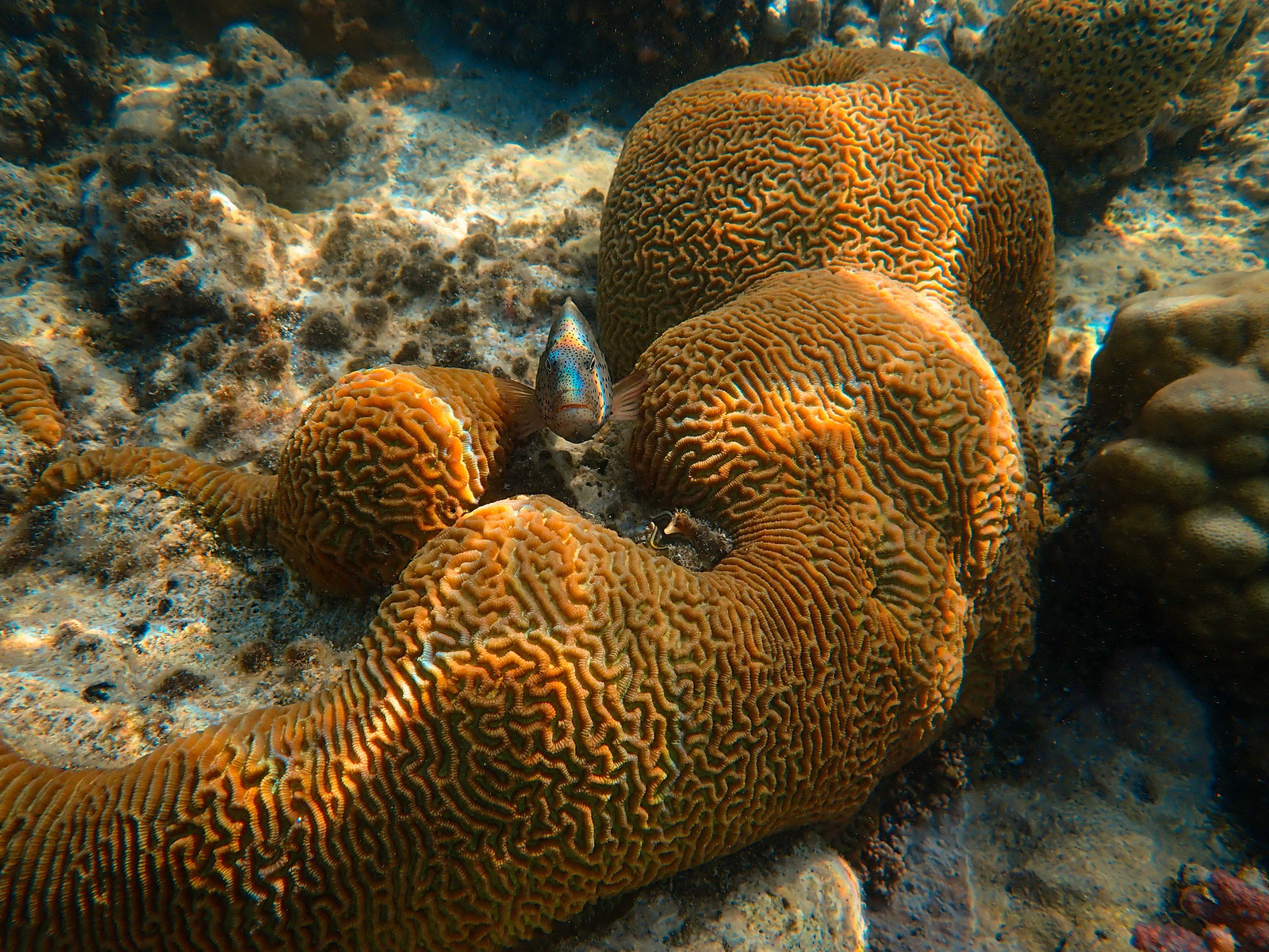 动物珊瑚海景海洋生物珊瑚礁特写水生动物动物照片动物摄影水下的