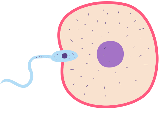 Hand Drawn Sex Cells 素材 Canva可画 8492