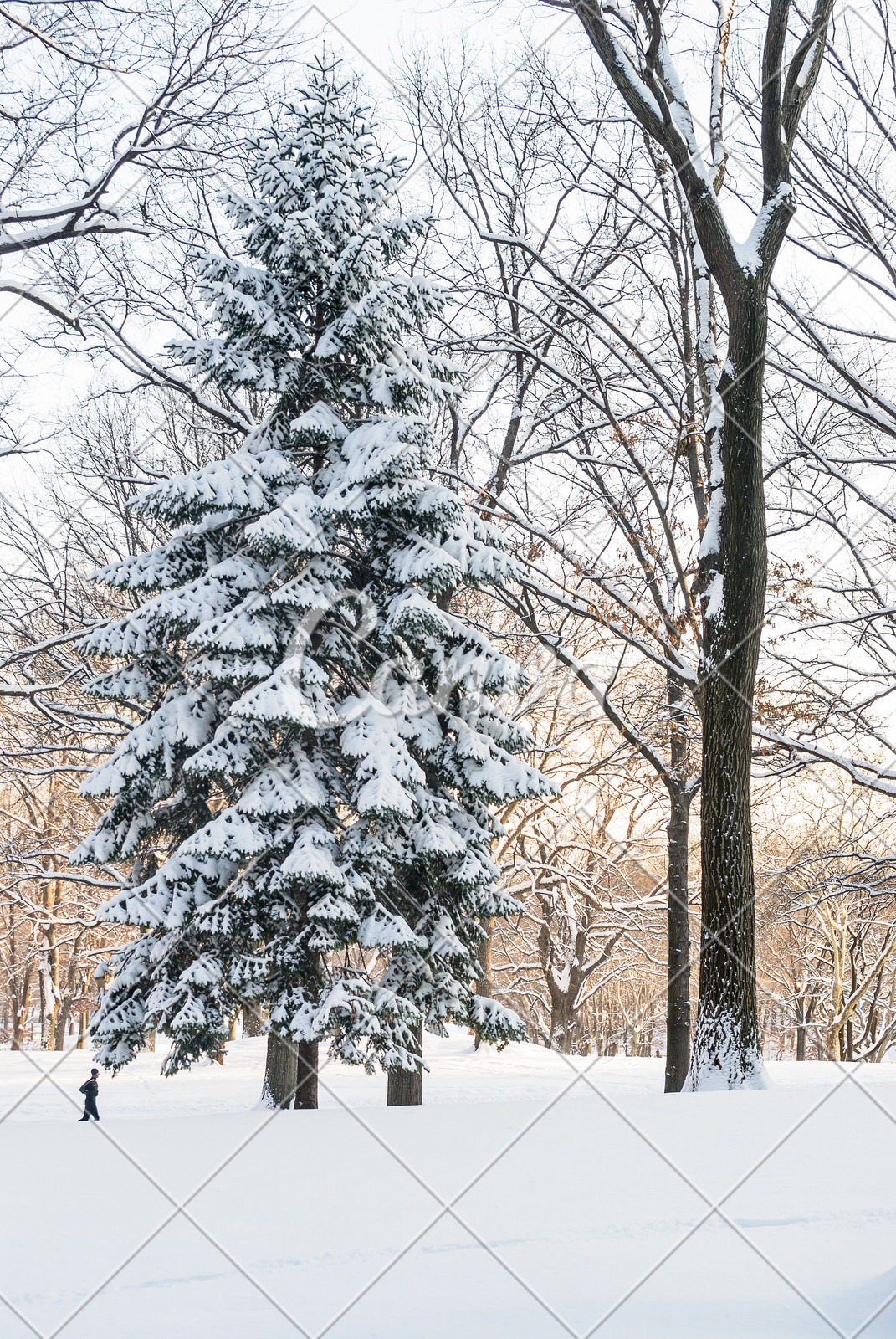 天气冬天户外雪树松树寒冷纽约中央公园摄影图片