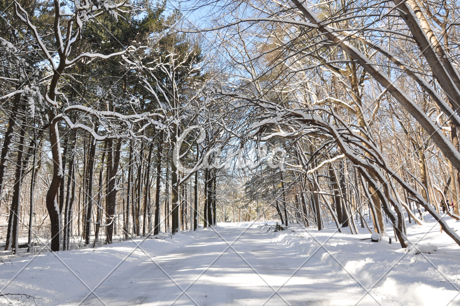 森林冬天户外雪树寒冷彩色图片摄影公园图片