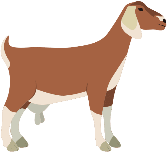 牲畜动物设计 goat livestock animal design