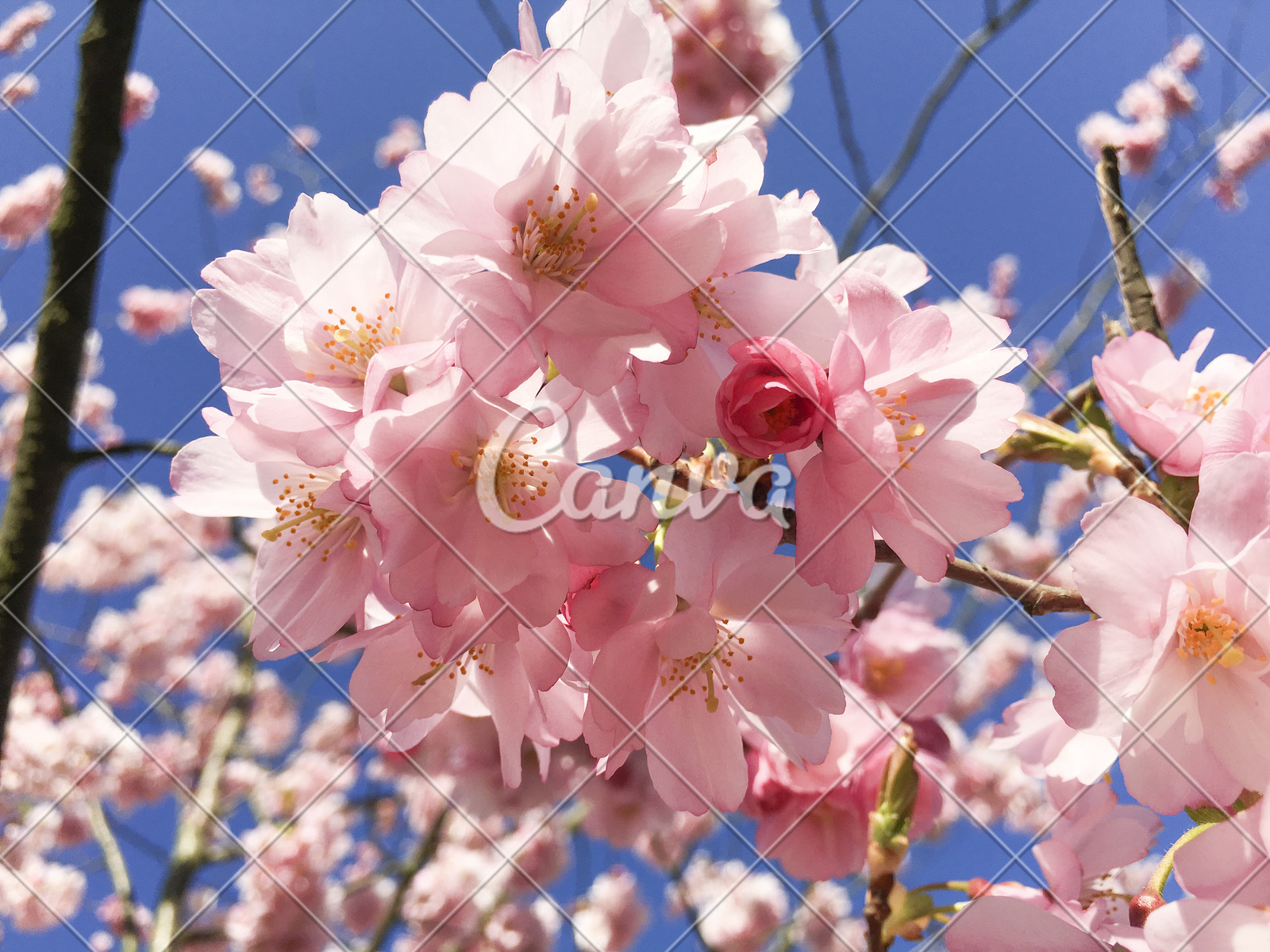 日本国花是什么(日本国花是什么菊花)