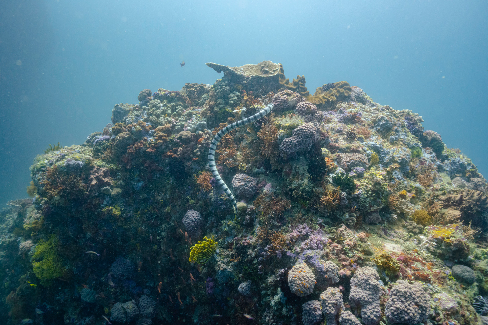 seasnakeswimmingabovecoralreefsunderwater圖片