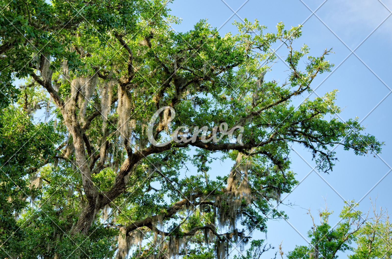 背景风景树吊床彩色图片美国寄生藤自然摄影留白