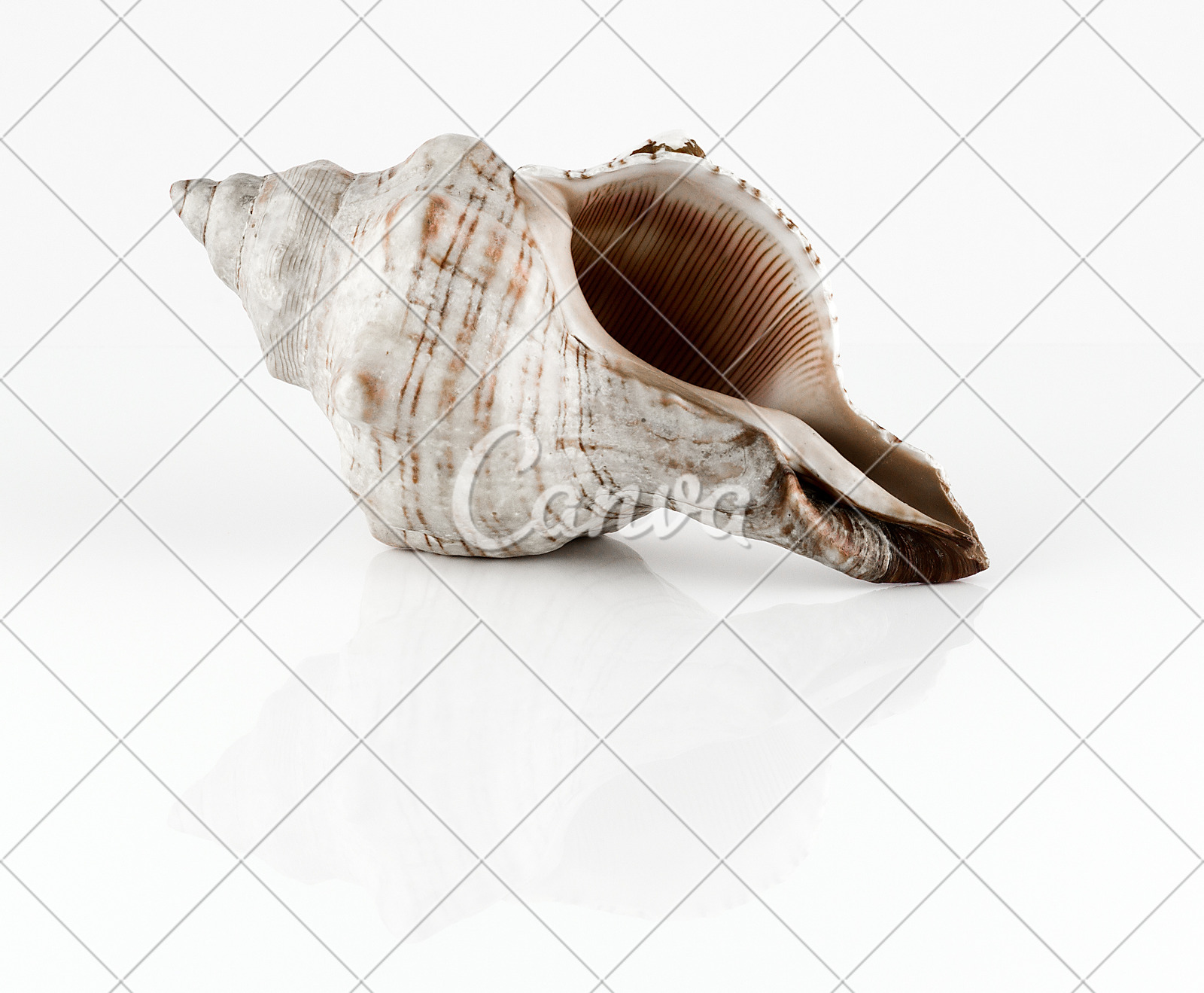 贝壳海螺无脊椎动物自然纪念品螺线软体动物反射微生物摄影