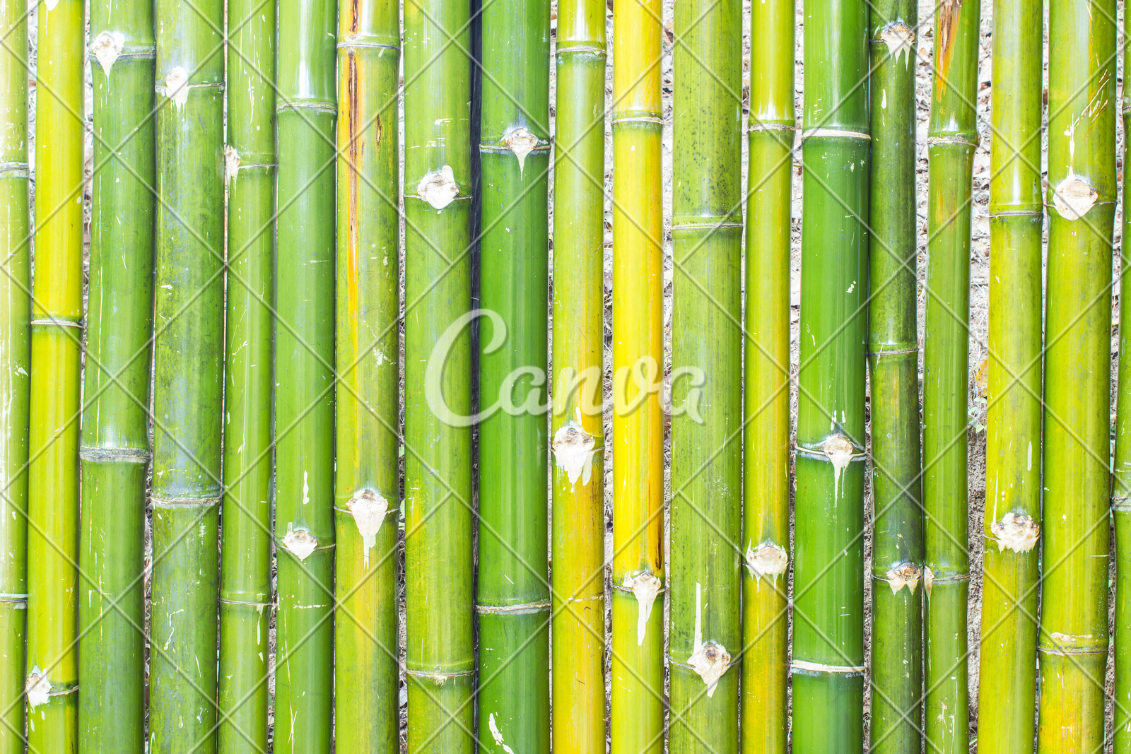 绿色竹子装饰物亚洲摄影高清图片 - canva可画
