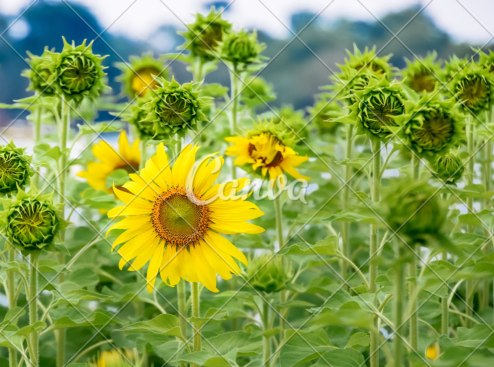 蓝蓝的野葵花图片