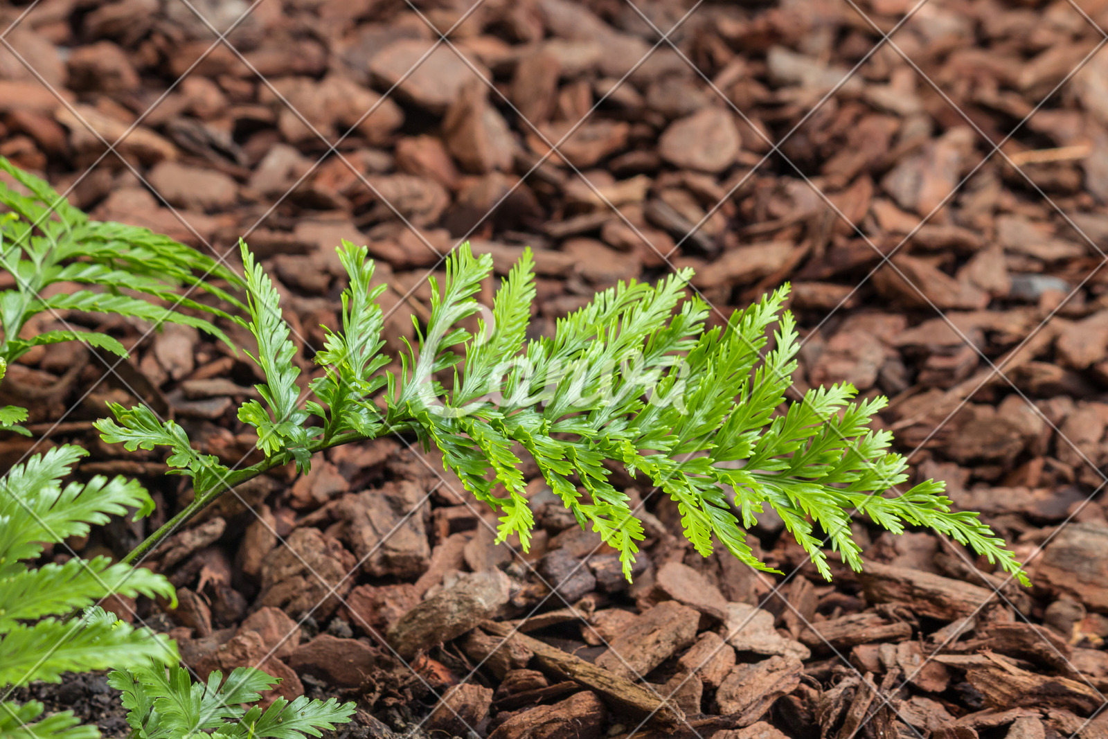 绿色植物叶子清新泥土特写蕨类枝繁叶茂新西兰堆肥图片