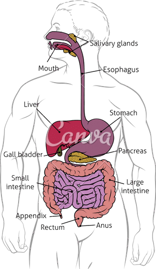 Human Digestive Gastrointestinal Tract Diagram 素材 Canva可画 