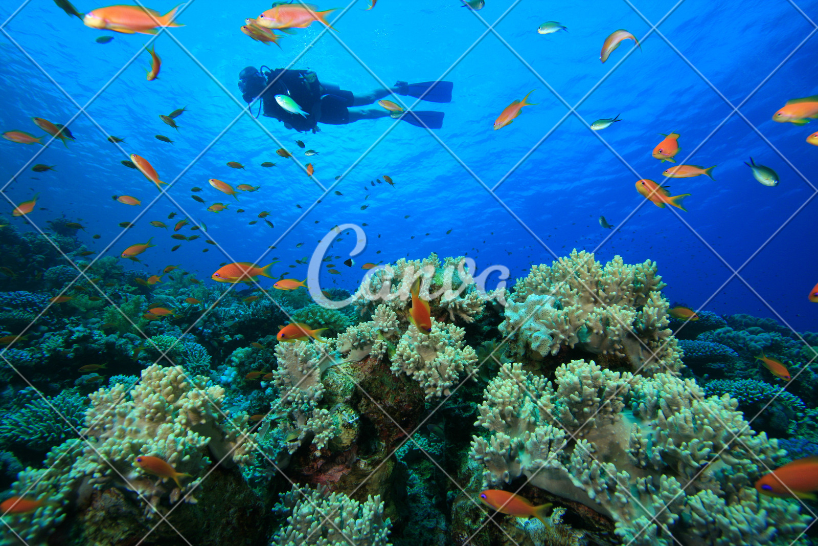 动物珊瑚鱼类礁石自然美彩色图片红海自然水下热带鱼图片