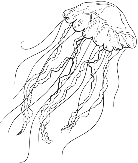 jellyfish sketch illustration