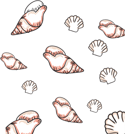 海贝壳海贝壳sea Shell Sea Shell素材 Canva可画