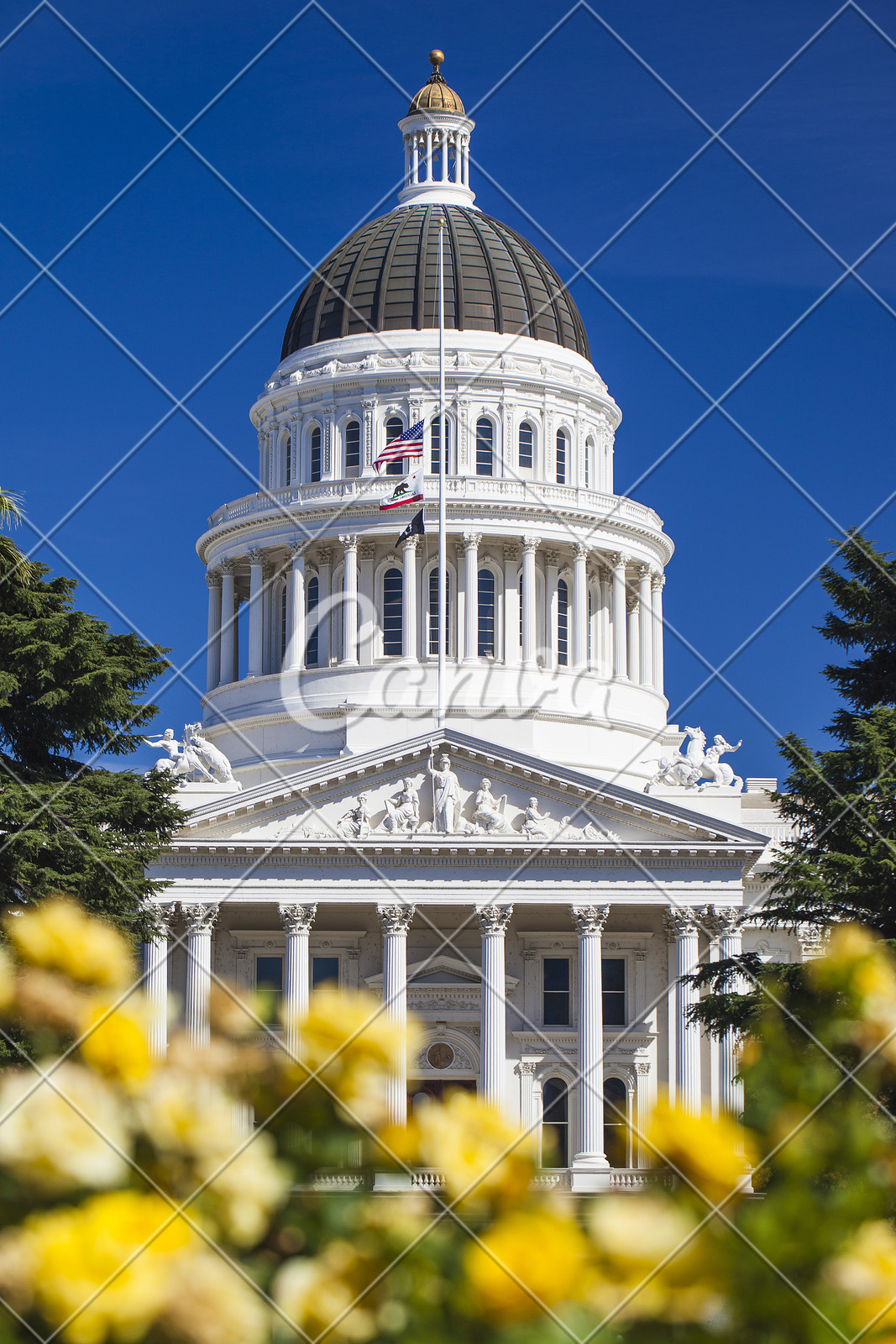 黄色户外玫瑰圆顶建筑美国摄影图像加利福尼亚